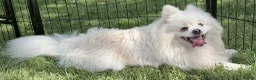 Pomeranian dogs for adoption: 🐾 PEARL – Female Pomeranian 🐾 - Advert 3