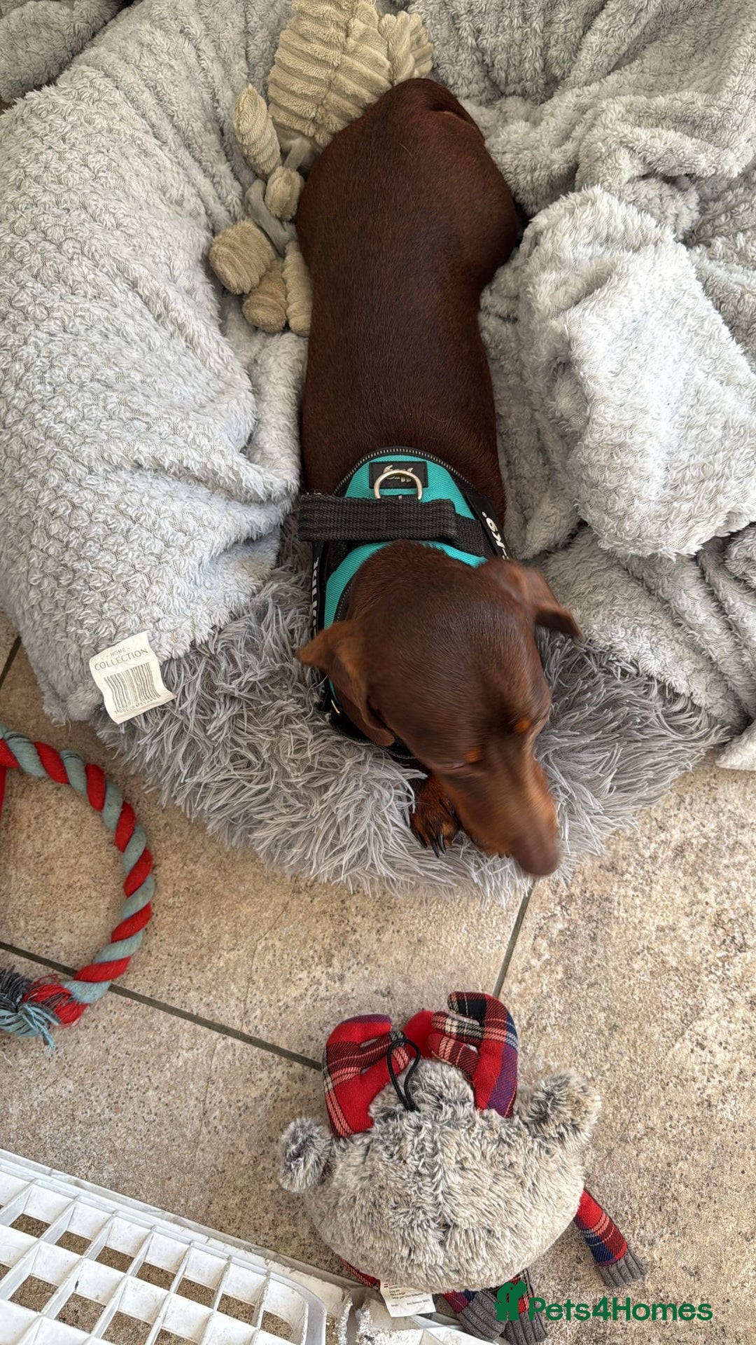 Miniature Dachshund dogs for sale: Trixie kc registered Smooth Miniature dachshund - Advert 3