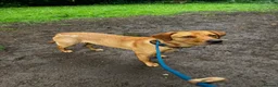 Labrador Retriever dogs for sale: Working Labrador  - Advert 2
