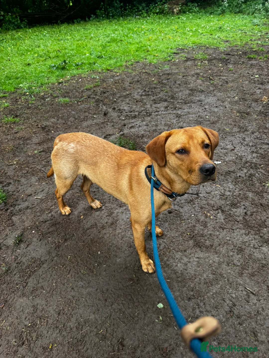 Labrador Retriever dogs for sale: Working Labrador  - Advert 2