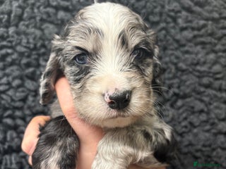 Sprocker dogs Stunning Sprocker pups - Advert 2