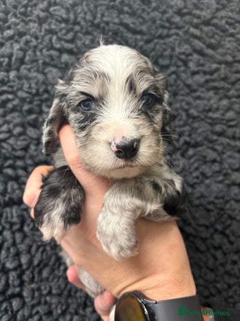 Sprocker dogs ✨Stunning Sprocker pups ✨ ready 16th December - Advert 6