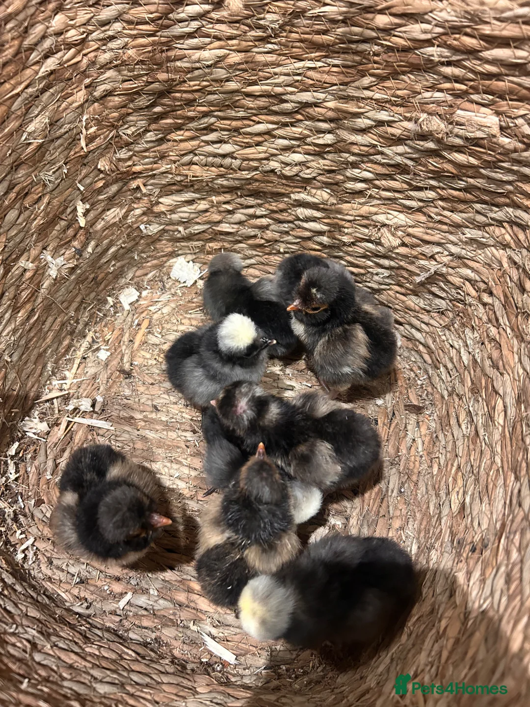 Chickens poultry for sale: Polish (Poland) chicks available - Advert 7
