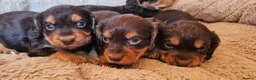 Cocker Spaniel dogs for sale: 5 STUNNING KC WORKING TYPE COCKER SPANIELS  - Advert 17