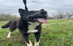 Mixed Breed dogs for adoption: Renato - Norwich Norfolk  - Image 19