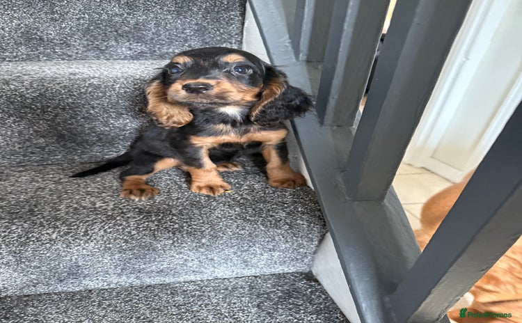 Cocker Spaniel dogs - Advert 1
