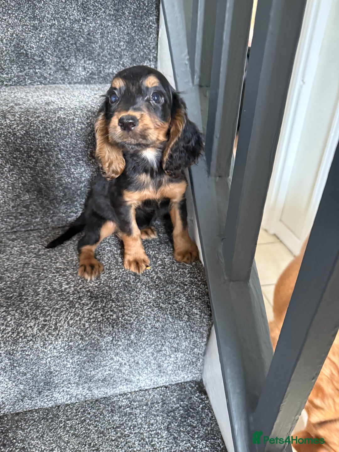 Cocker Spaniel dogs for sale: Cocker spaniel puppies, Ready Now..!! - Image 1