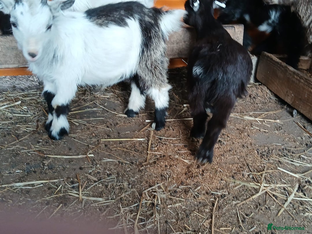 Goats livestock for sale: Pygmy Goat Wether kids for sale  - Image 5