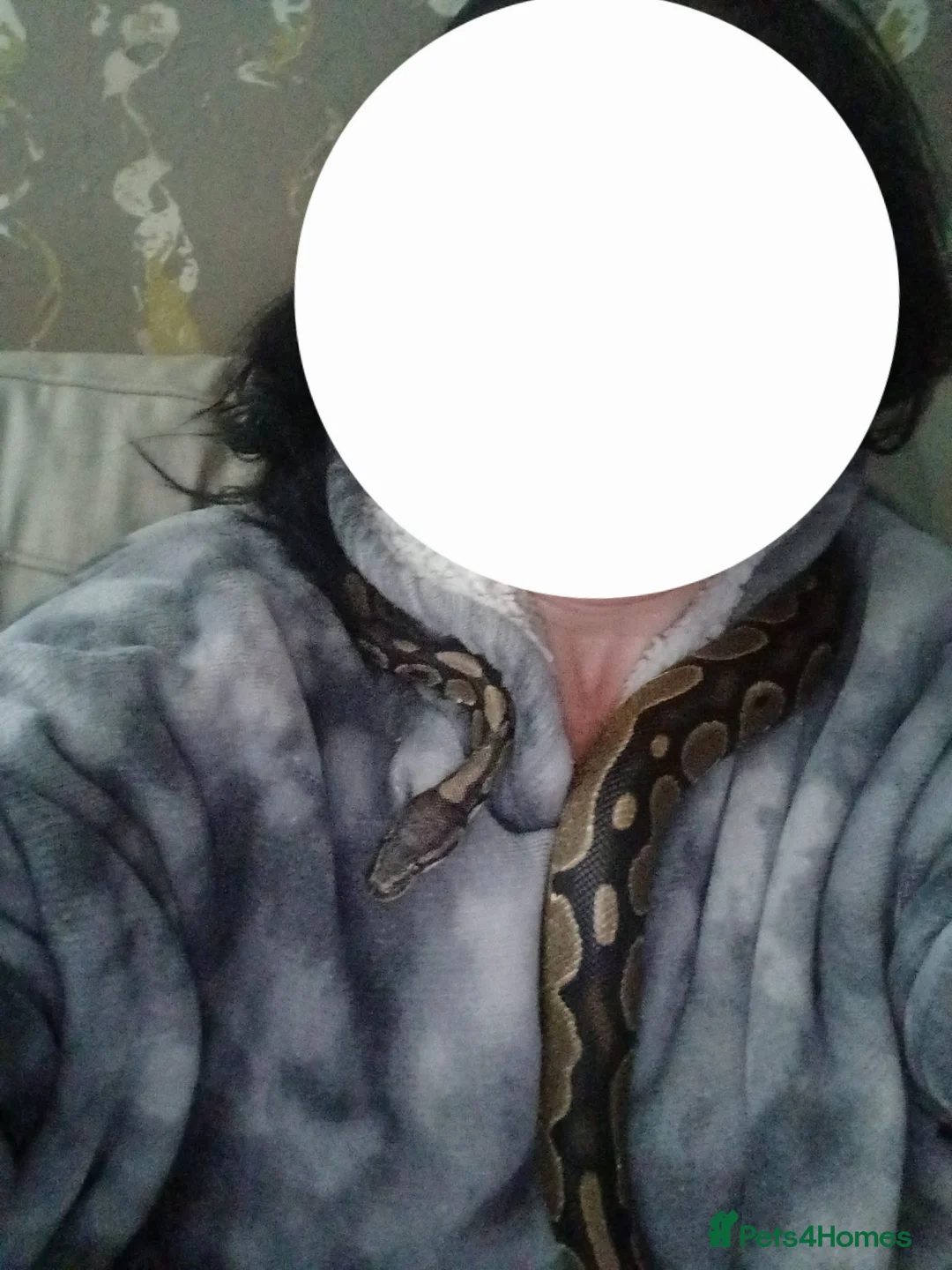 Python Snake reptiles for sale: For sale male calico royal python  - Advert 13