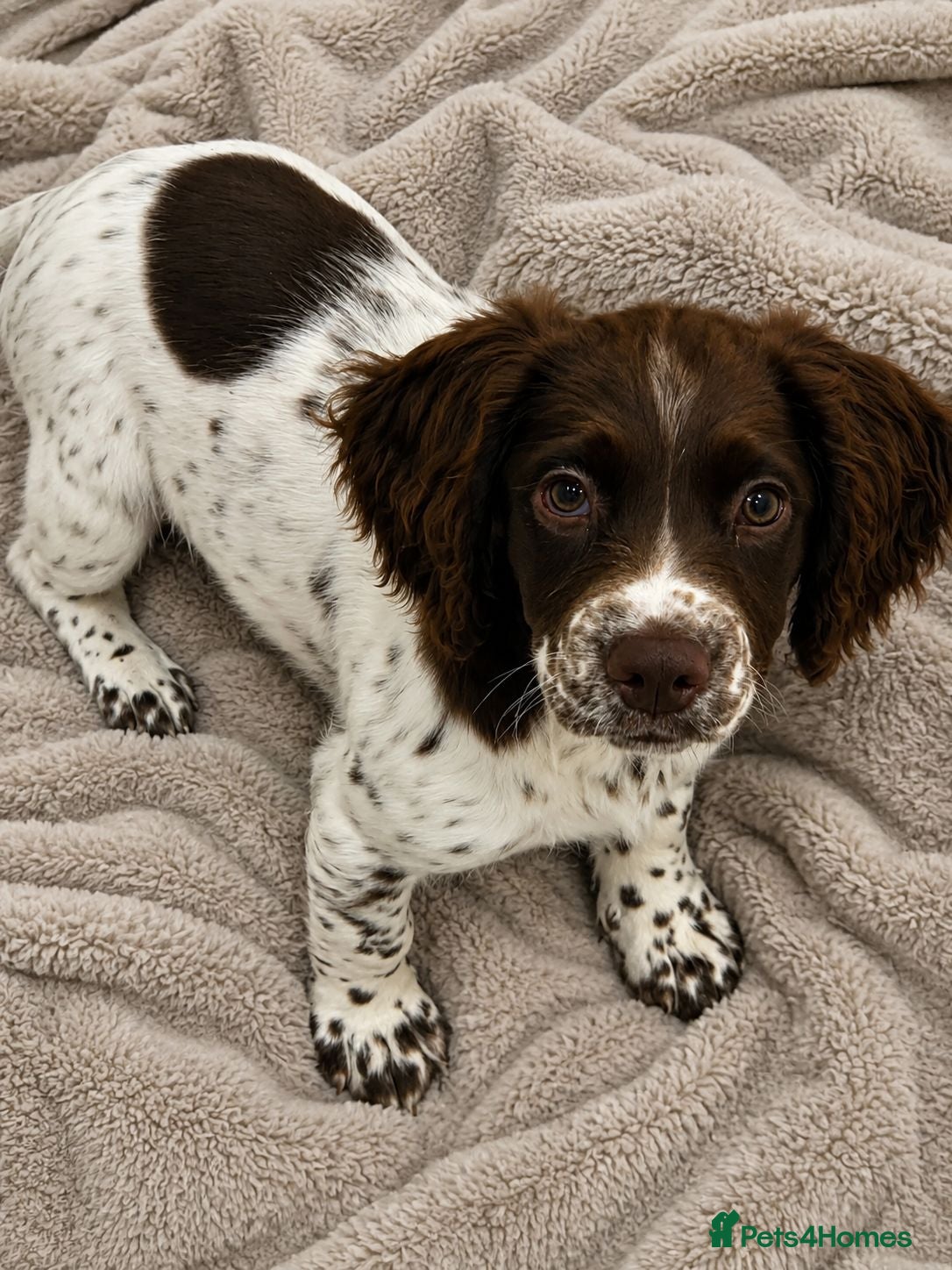 English Springer Spaniel dogs 11 Week Old Female Springer Spaniel Puppy - Advert 1