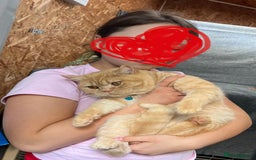 British Shorthair cats for sale: British shorthair red boy and blue -white GCCF  - Image 7