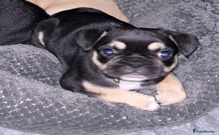 Frug dogs - Advert 2
