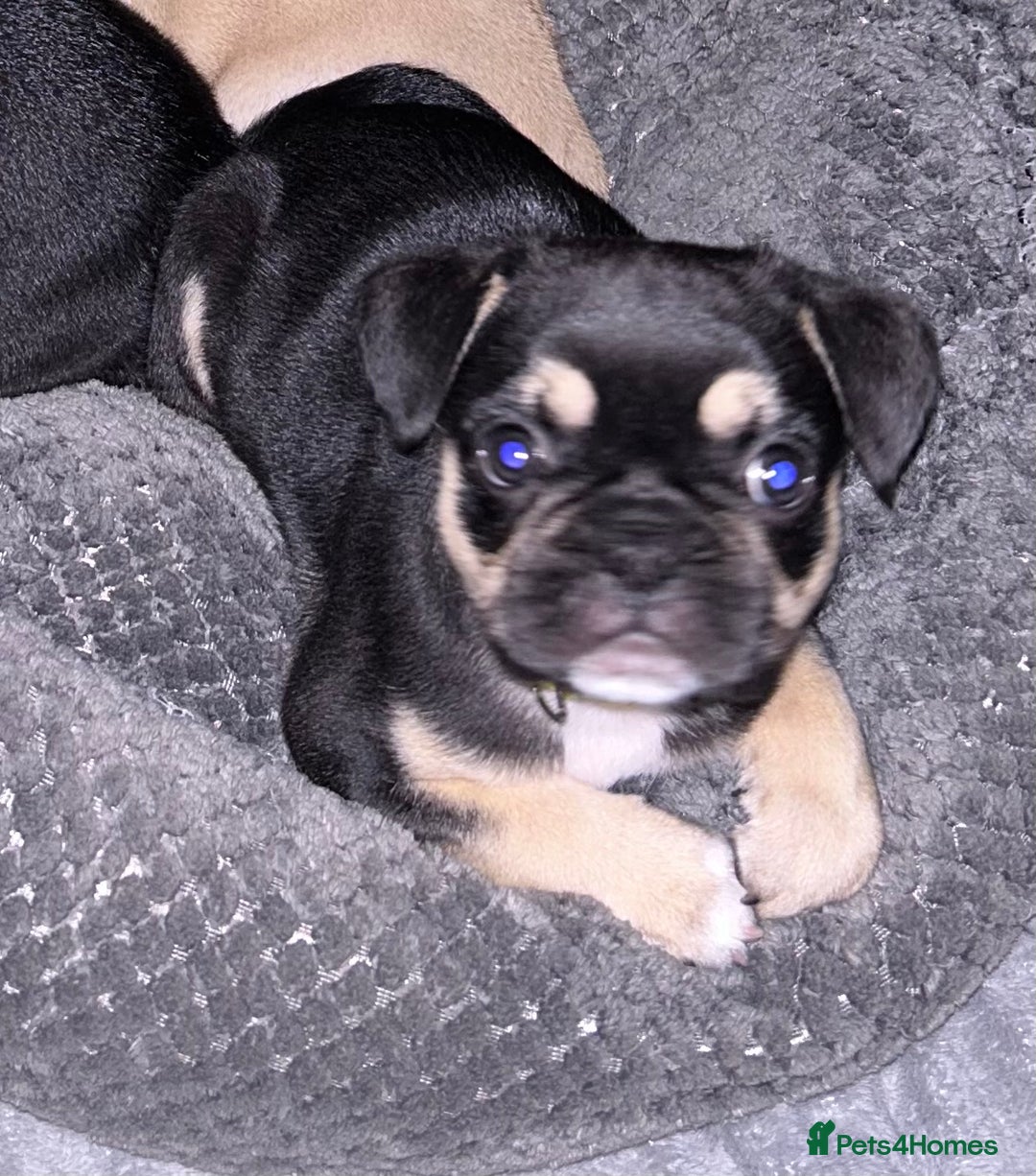 Pug Yorkie Mix Chihuahua Pug Poodle Mix Pug Puppies For Sale In