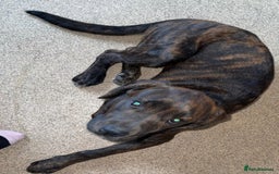 Mixed Breed dogs for sale: Need to rehome my 5 month old puppy - Image 2