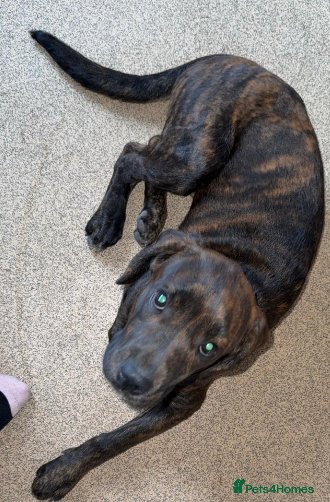 Mixed Breed dogs for sale: Need to rehome my 5 month old puppy - Image 2