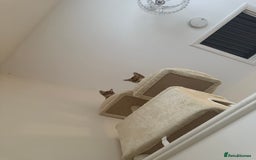 Bengal cats for sale: 2 Bengal female cats - Advert 10