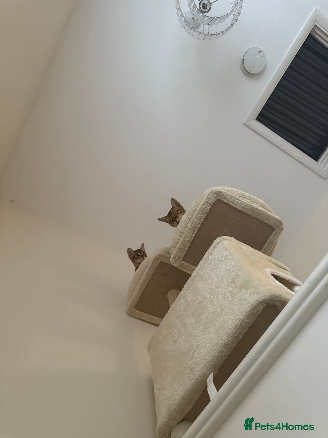 Bengal cats for sale: 2 Bengal female cats - Advert 10