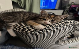 Mixed Breed cats for sale: Kittens for Sale - Advert 4