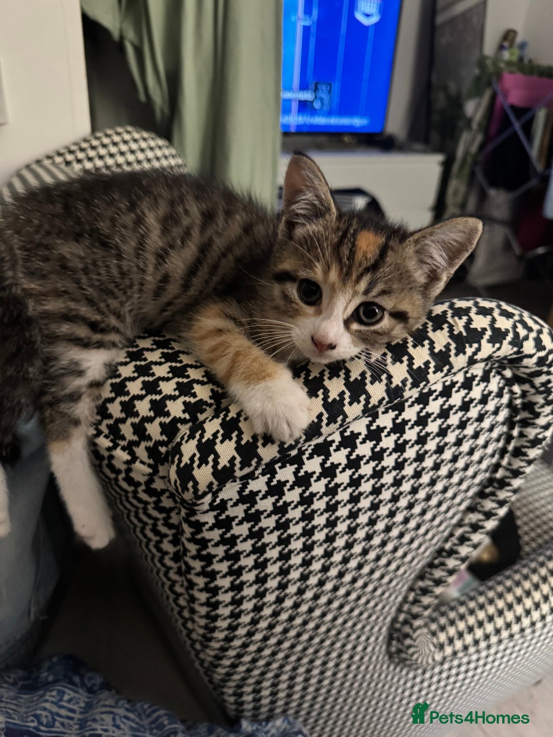 Mixed Breed cats for sale: Kittens for Sale - Advert 4