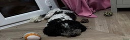 Cockapoo dogs for sale: Rehoming ONLY to experienced home - Advert 1