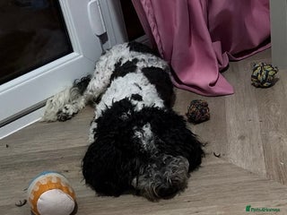 Cockapoo dogs Rehoming ONLY to experienced home - Advert 1