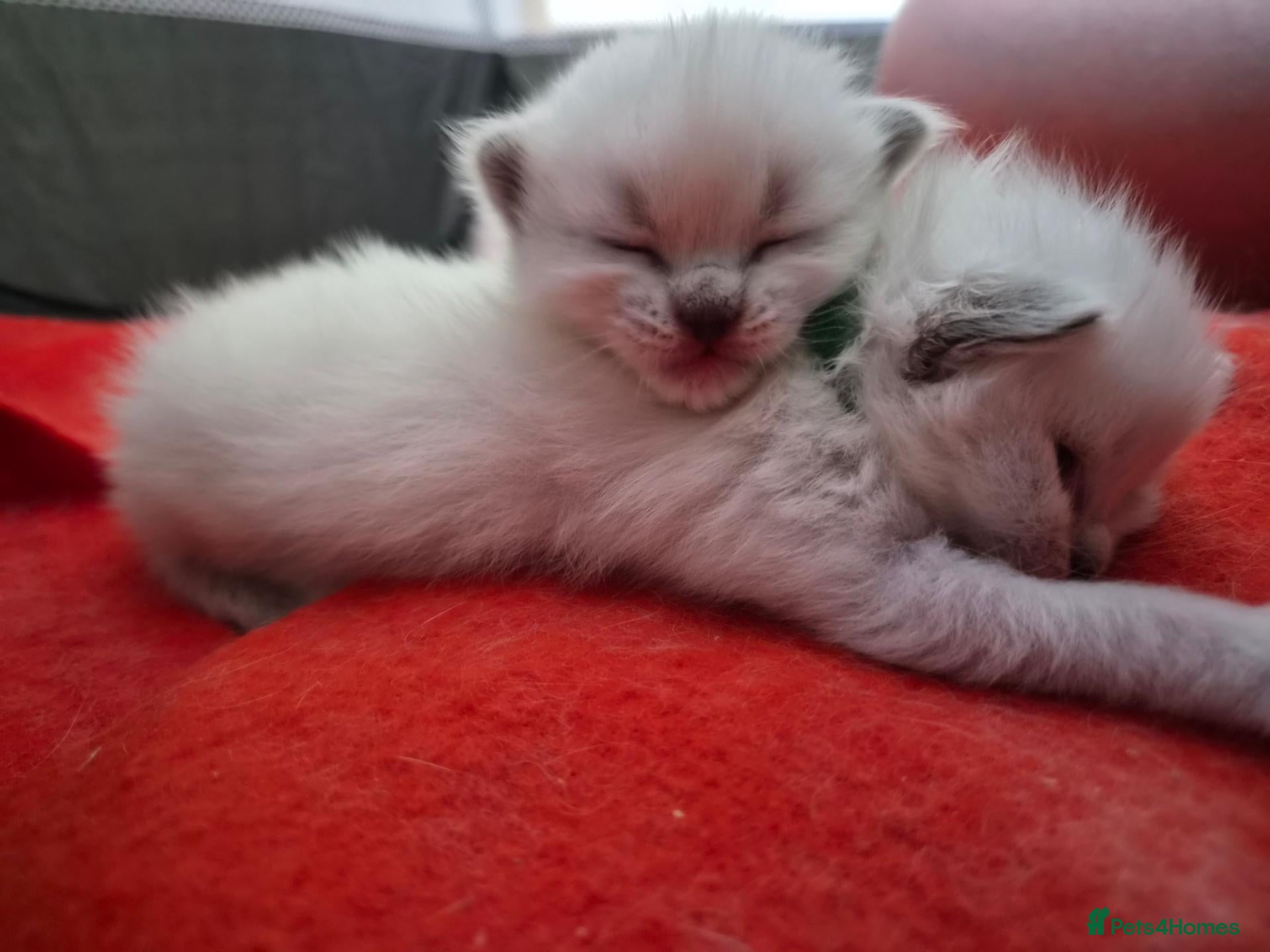 Ragdoll cats 2 Ragdoll Males South Lanarkshire - Advert 4