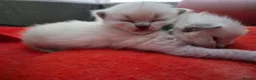 Ragdoll cats for sale: 2 Ragdoll Males South Lanarkshire in Glasgow - Advert 1