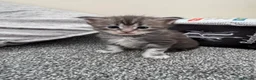 Maine Coon cats for sale: Stunning litter of 7 Maine coons!  - Advert 17