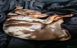Miniature Pinscher dogs for stud: PRAGUE RATTER boy for stuf - Image 5