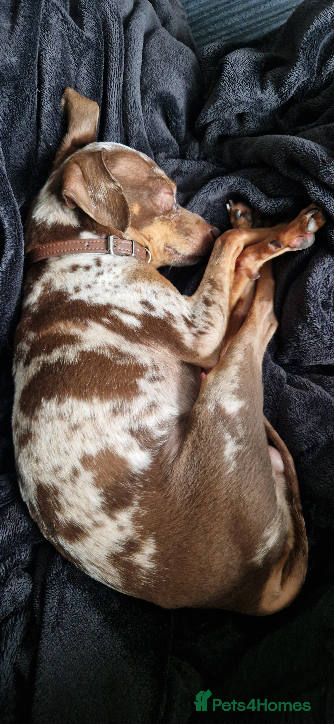 Miniature Pinscher dogs for stud: PRAGUE RATTER boy for stuf - Image 5