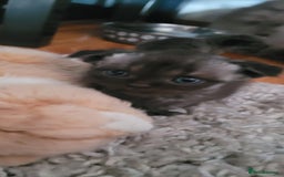 Scottish Fold cats for sale: 4 Scottish Fold kittens with mother - Image 4
