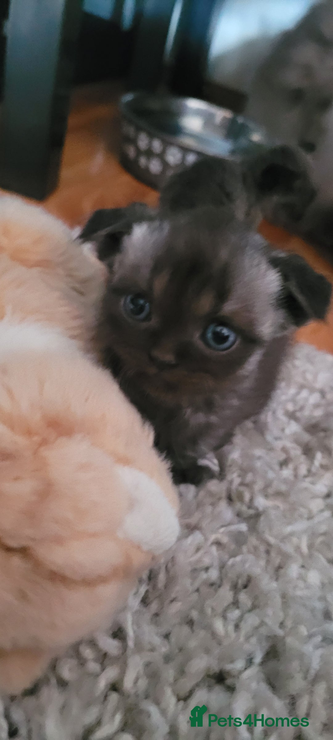 Scottish Fold cats for sale: 4 Scottish Fold kittens with mother - Image 4