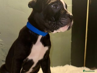 Mixed Breed dogs Olde tyme English Bulldogge/Staffy bull Collie mix - Advert 18