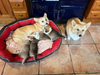 Welsh Corgi Pembroke dogs KC Registered Pembroke Welsh Corgi Puppies - Advert 1