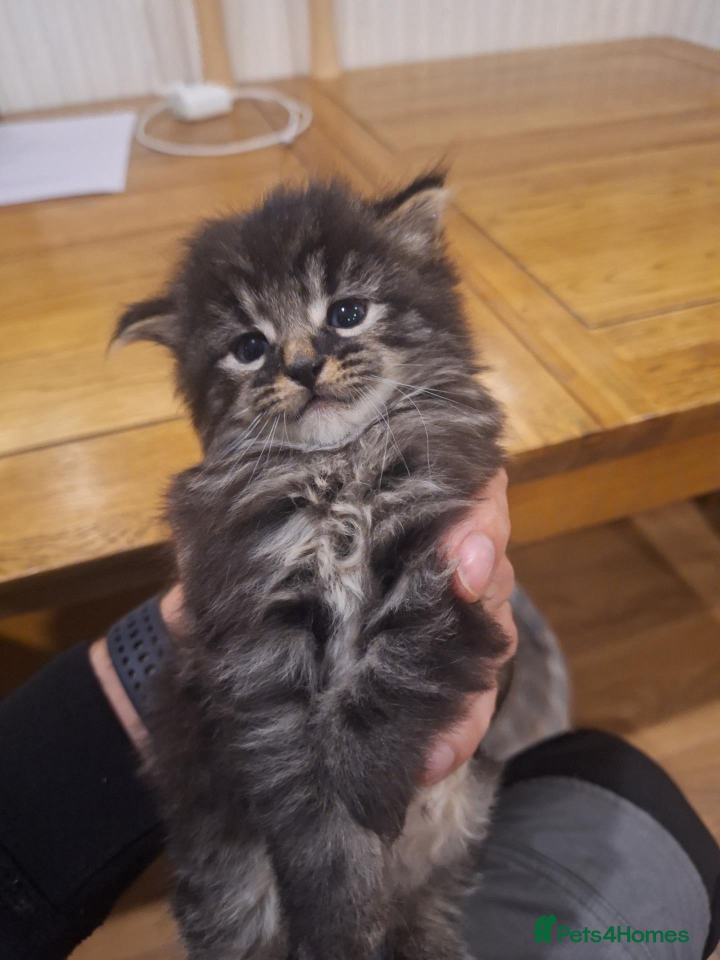 Mixed Breed cats 4 Tabby kittens - Advert 2