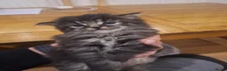 Mixed Breed cats for sale: 4 Tabby kittens - Advert 2
