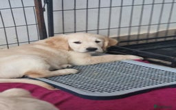 Golden Retriever dogs for sale: 🐾🐕 3 male Golden Retriever Puppies 🐶 🐕‍🦺 - Image 25