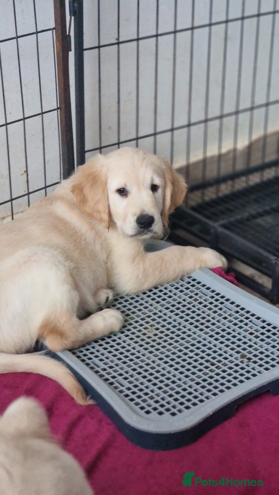 Golden Retriever dogs for sale: 🐾🐕 3 male Golden Retriever Puppies 🐶 🐕‍🦺 - Image 25