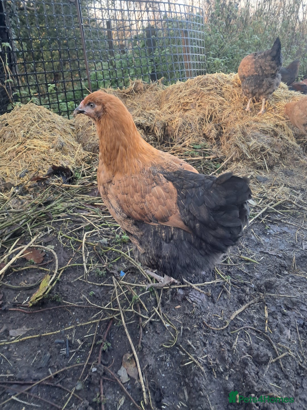 Chickens poultry for sale: POINT OF LAY PULLETS AVAILABLE  - Advert 17