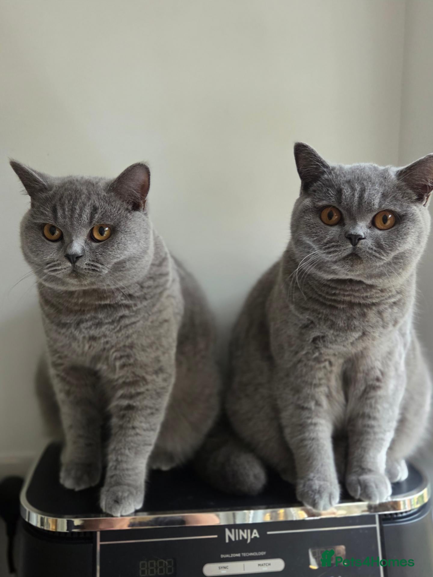 British Shorthair cats GCCF Active Blue British Short Hairs - Advert 15