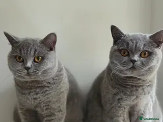 British Shorthair cats GCCF Registered Blue British Short Hairs - Advert 13