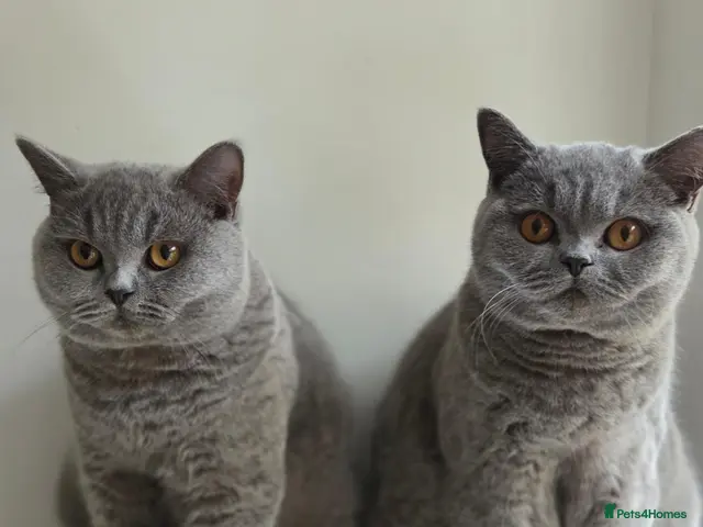 British Shorthair cats GCCF Registered Blue British Short Hairs (Active) - Advert 12