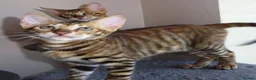 Toyger cats for sale: Stunning wild looking pedigree Toyger cubs in Bexleyheath - Advert 4