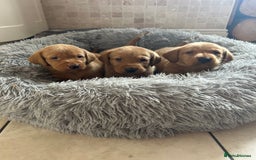 Labrador Retriever dogs for sale: Deep Fox Red KC FTCH labpups Health Tested Parents - Image 8