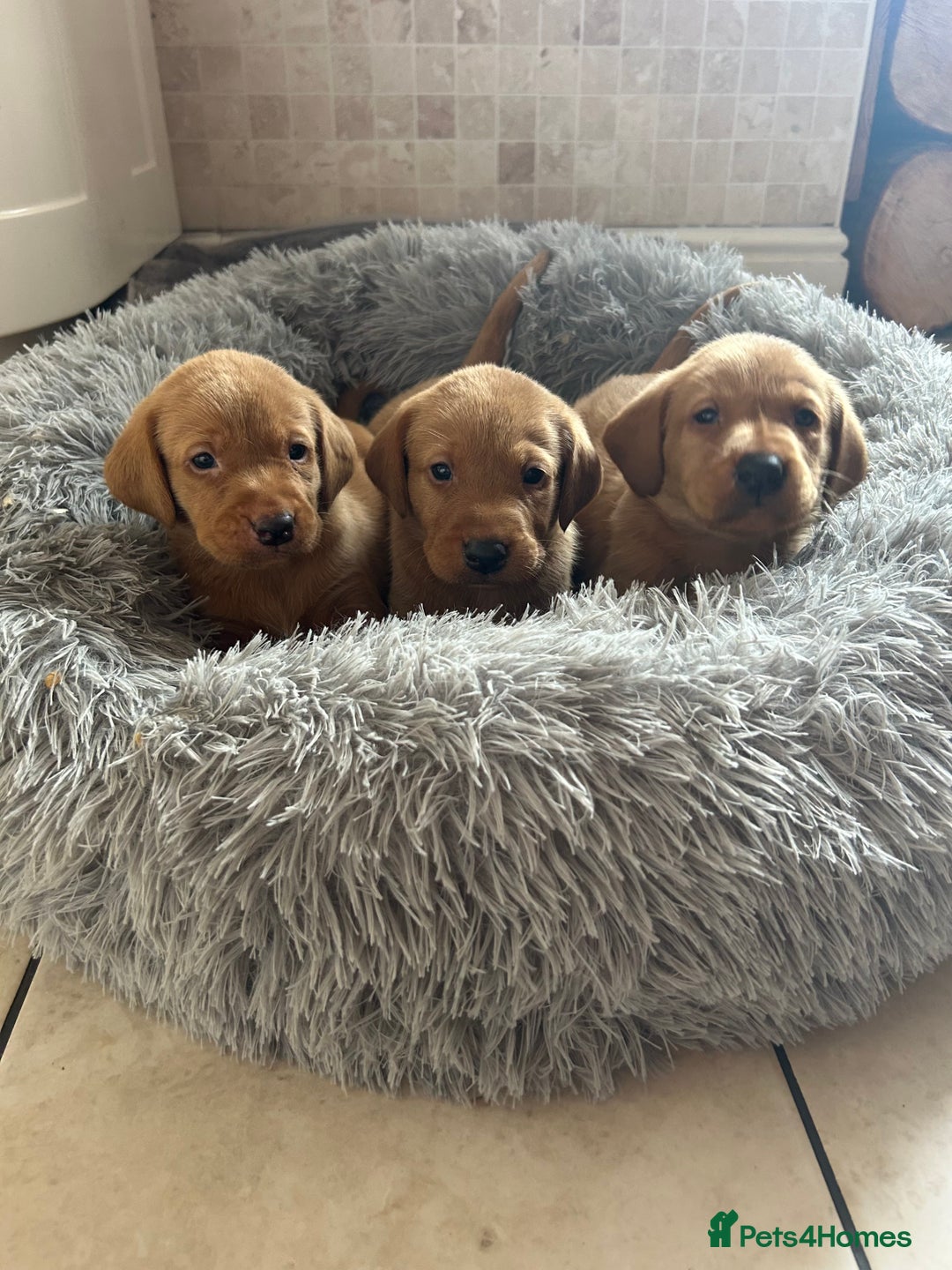 Labrador Retriever dogs for sale: Deep Fox Red KC FTCH labpups Health Tested Parents - Image 8