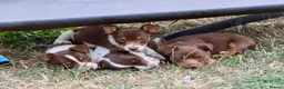 Jack Russell dogs for sale: Mini Jack Russel Terriers - Advert 13