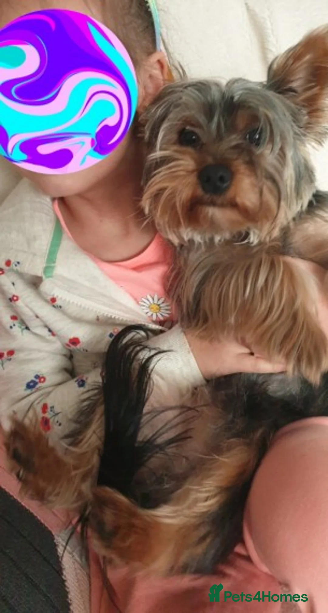 Yorkshire Terrier dogs for stud: Gorgeous TINY Yorkie Boy for STUD! in Dudley - Advert 2