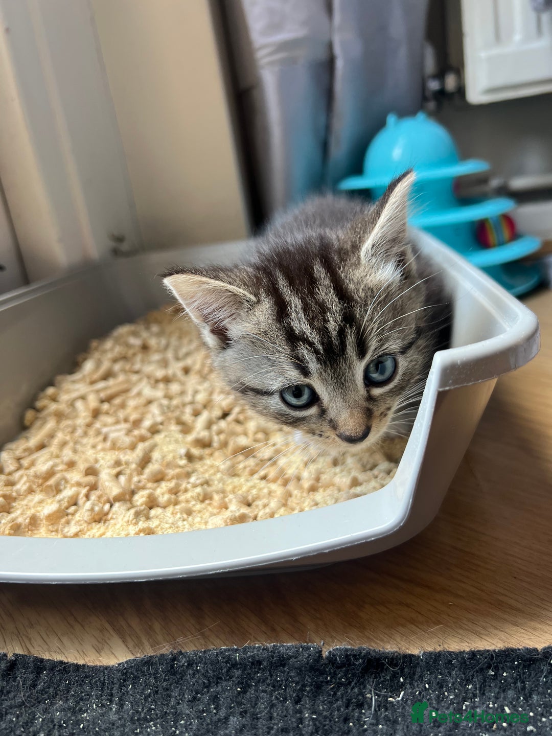 Norwegian Forest Cat cats for sale: Male kitten 8weeks old - Image 2