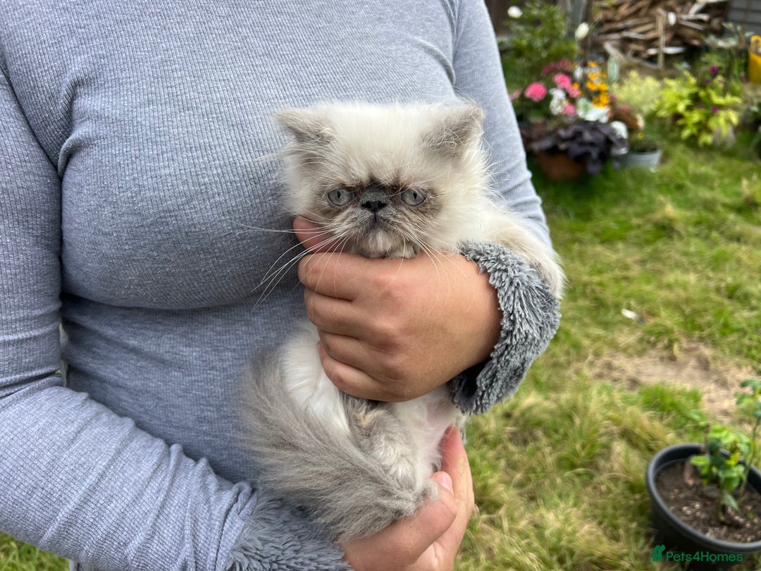 Persian cats for sale: Color point Persian kittens - Image 10