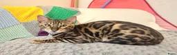 Bengal cats for sale: Friendly & Sociable Bengal Male Kitten  in London - Advert 8